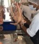 employee handling poultry